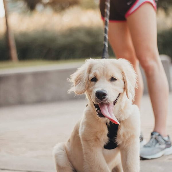 Staying-In-Shape-Together-With-Your-Dog