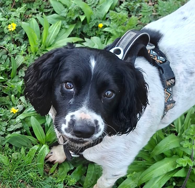 Telford Pet Services