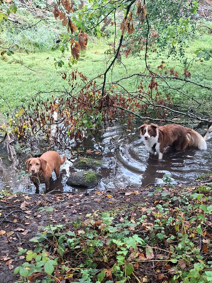 Telford Pet Services