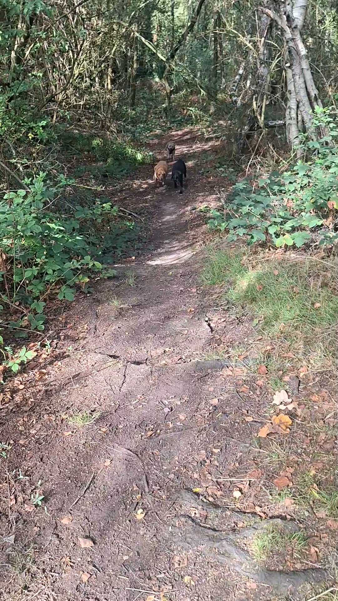 Telford Pet Services